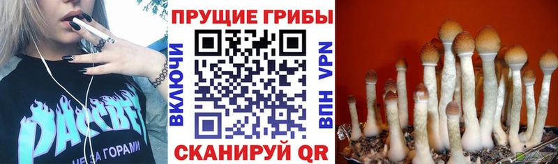 Псилоцибиновые грибы Magic Shrooms  Купить где  Ясногорск 